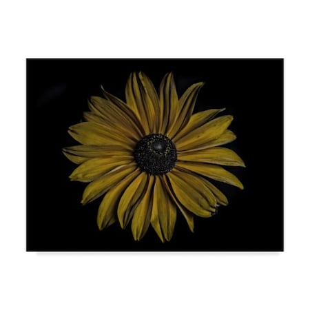 Lori Hutchison 'Sunflower Bold' Canvas Art,18x24